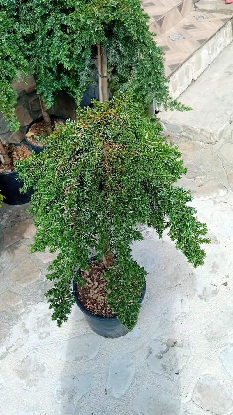 Tsuga canadensis Pendula cedru 