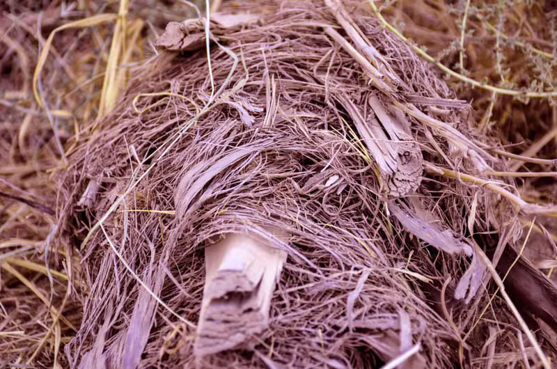 Palmier Washingtonia (Mărime Mare)