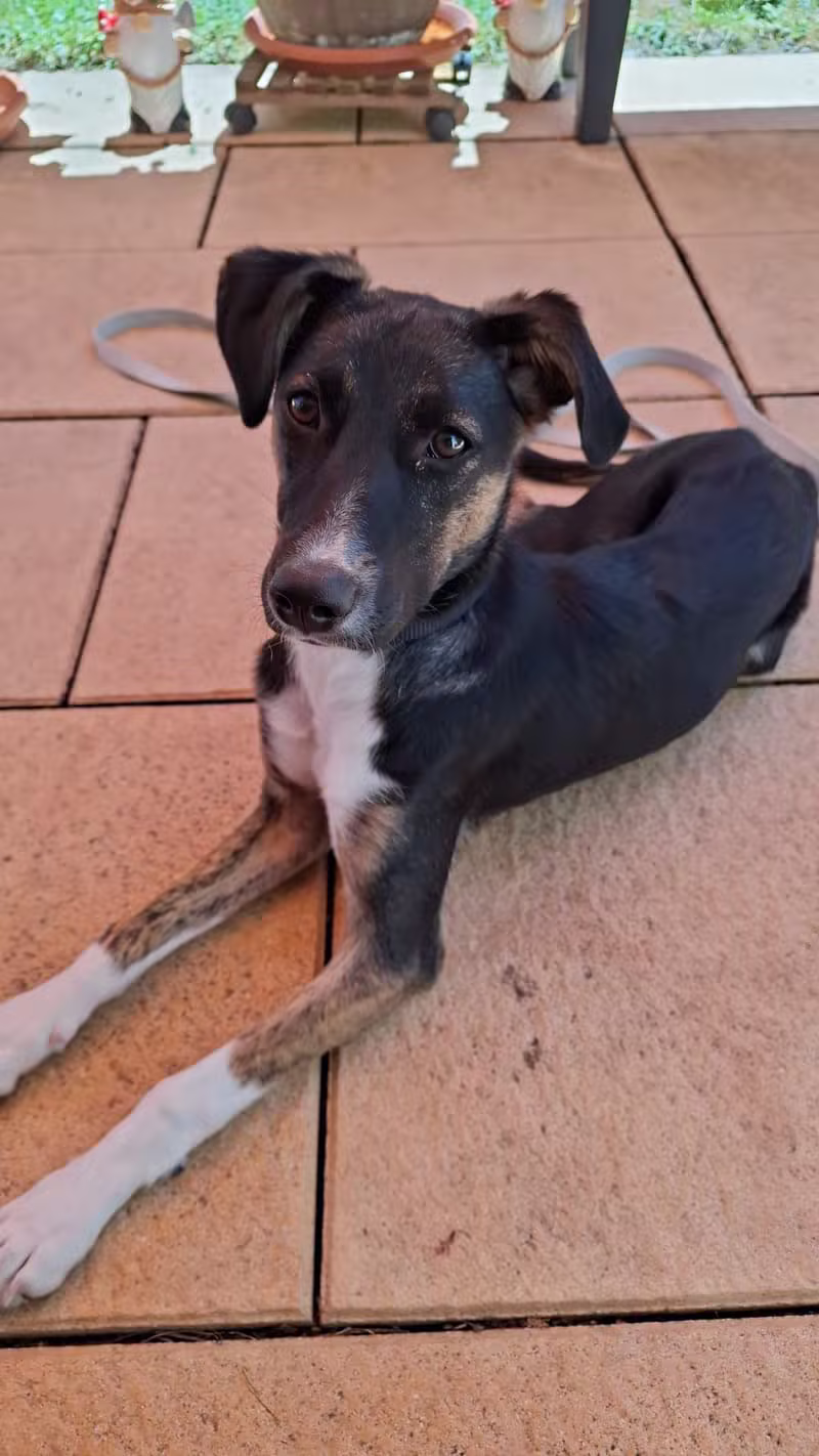 Dank unserem Kooperationspartner Tapfere Pfoten e.V konnte die kleine Nala nach Deutschland ausreisen und ein Für-Immer-Zuhause finden. Sie wurde durch NADESHTA ZA BEZDOMNIE LAPI ( Hope for Stray paws ) in einem Kühlschrank gesichert und kam dann auf Pflegestelle und durfte im Juni ausreisen.