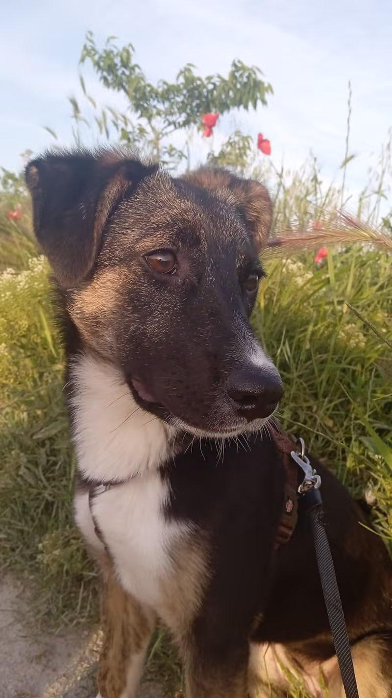 Nala