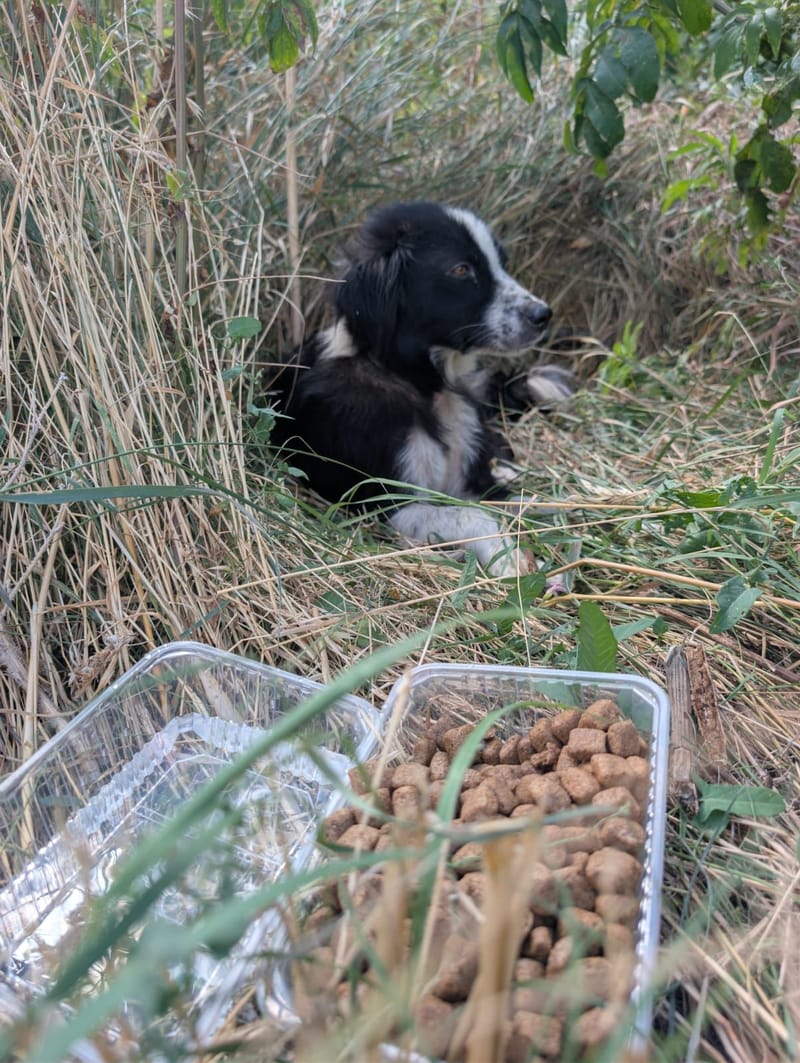 Fütterung der Straßenhunde