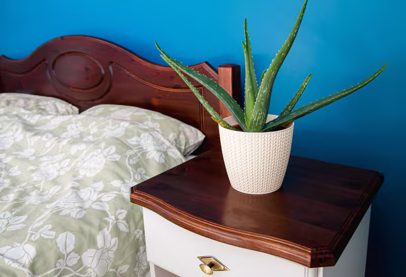 Aloe Chinensis 芦荟品种
