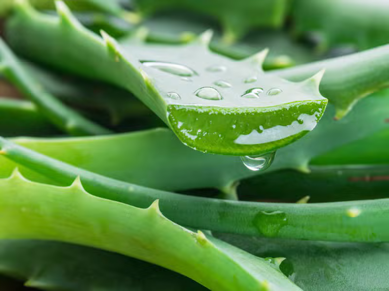 Aloe Arborescens 芦荟品种