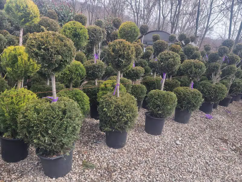 Photinia Red Robin