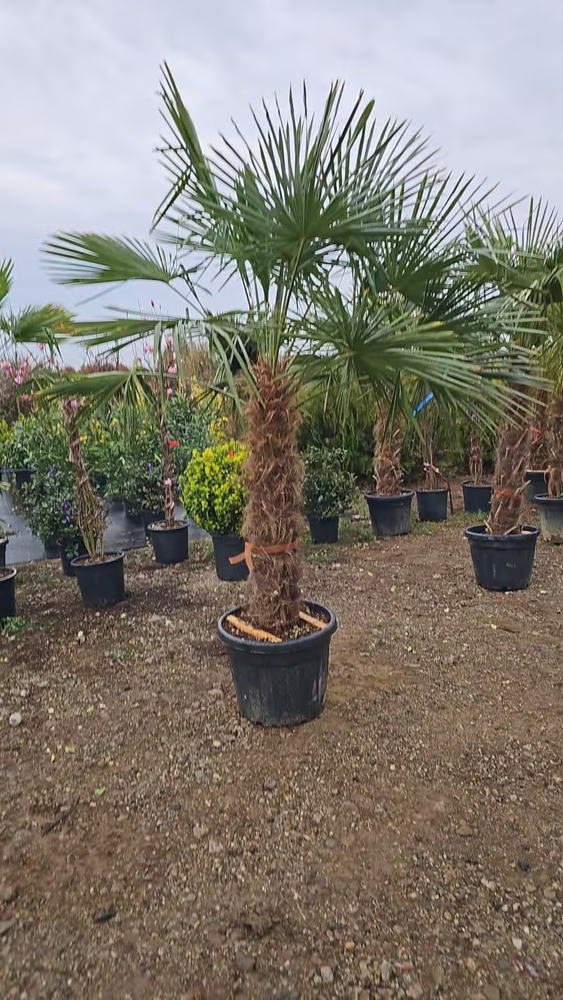 Palmier Trachycarpus