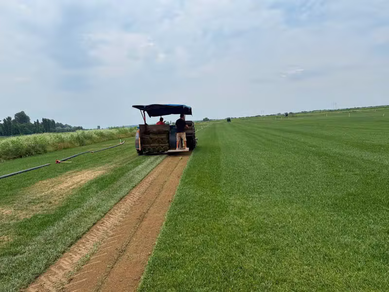 Producție Gazon Rulou
