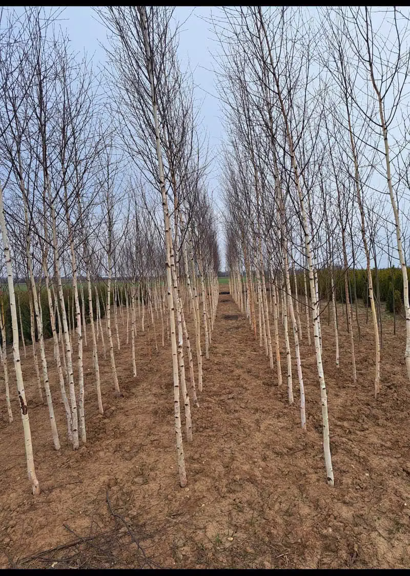 Plantație de Mesteacăn