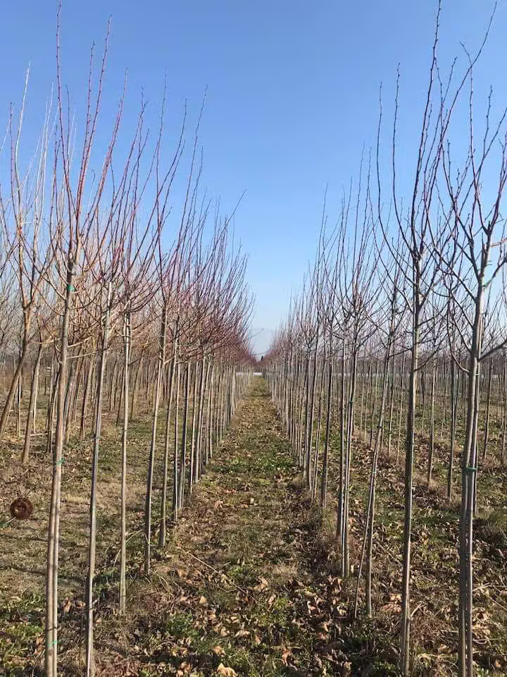Pepinieră arbori ornamentali
