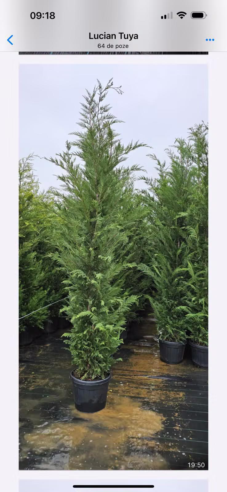 Leylandii individual de talie înaltă