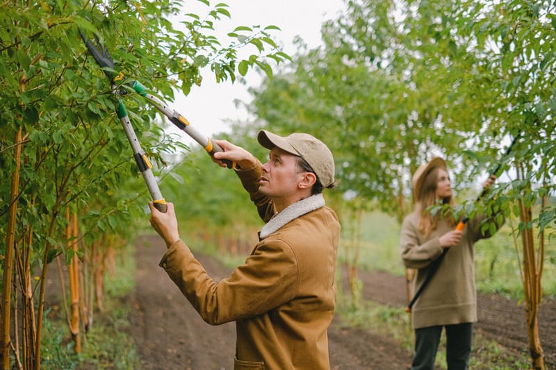 Comprehending the Refine and Value of Tree Elimination
