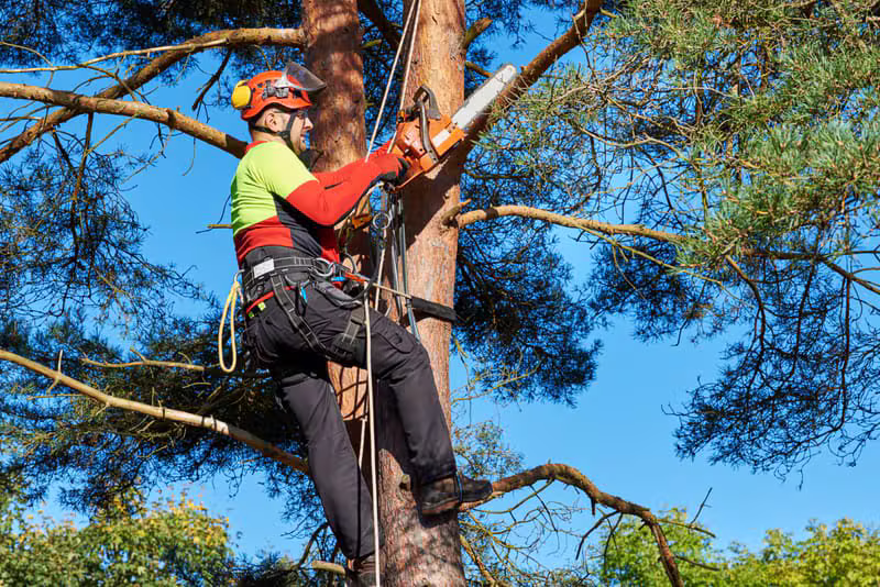 Professional arborist climbing a tall tree