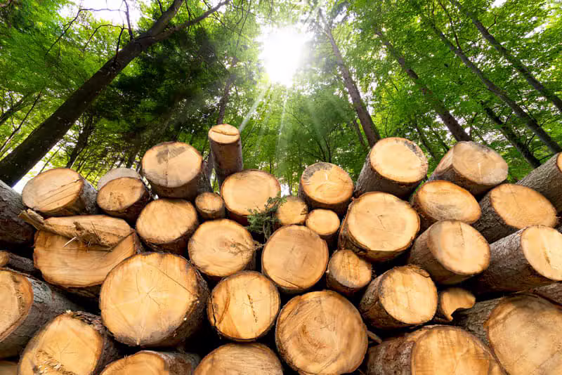 Fournisseurs de Bois
