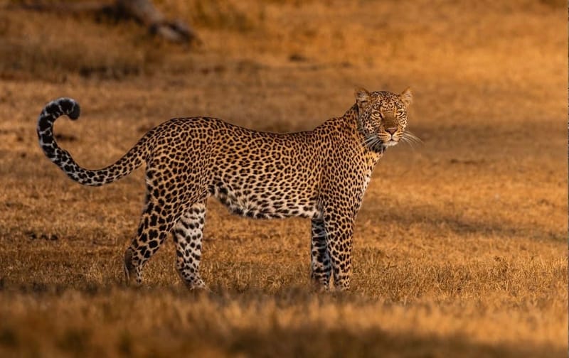 6 Days Tanzania Classic Safari