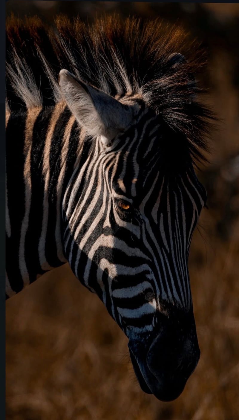 4 Days Safaris Best of Big five 