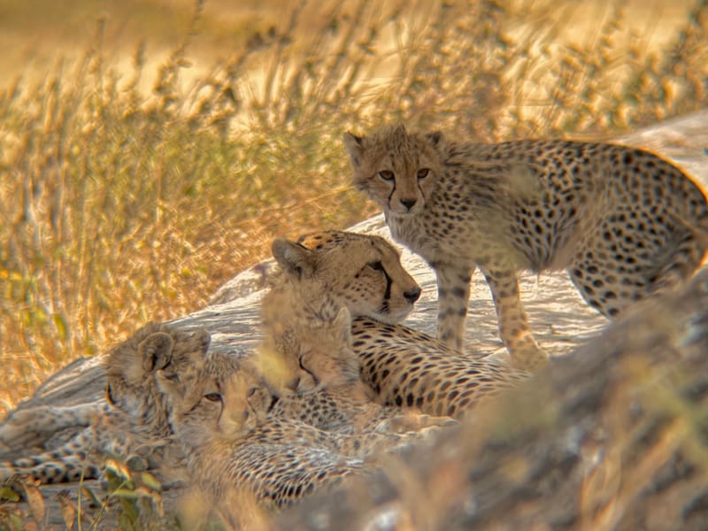 Serengeti National Park - Tanzania Safari Destination