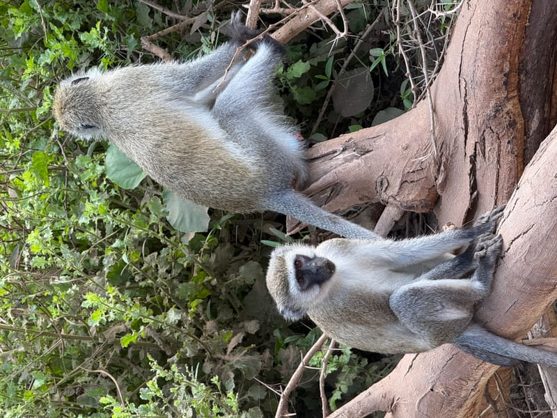 Marangu Route Trekking - Safari Gallery