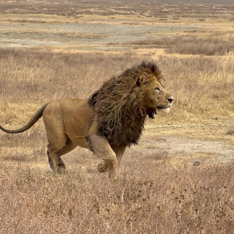 3 Days 2 Night Best of Tarangire & Ngorongoro  - Safari Gallery