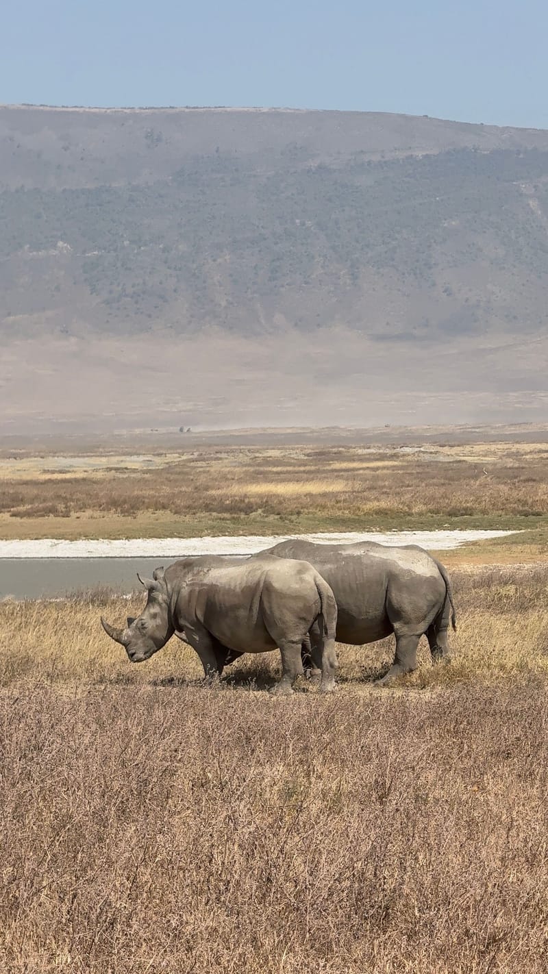 3 Days 2 Night Best of Tarangire & Ngorongoro  - Safari Gallery