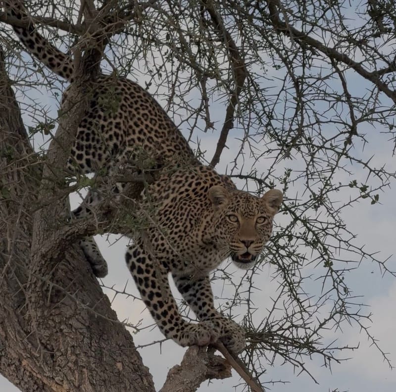 3 Days 2 Night Best of Tarangire & Ngorongoro  - Safari Gallery