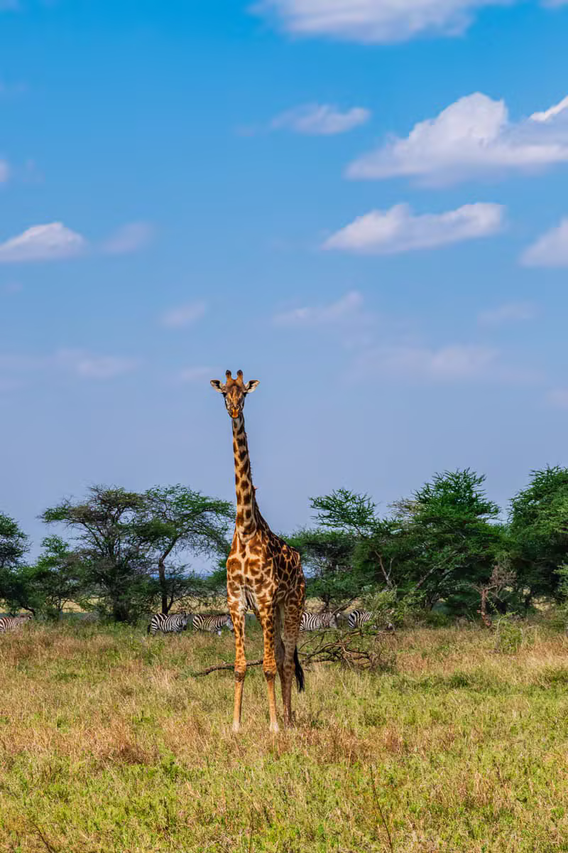 Giraffe in Serengeti Safari