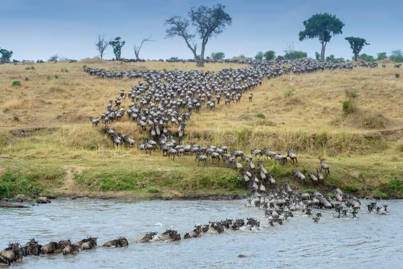 7 Days Mara River Crossing