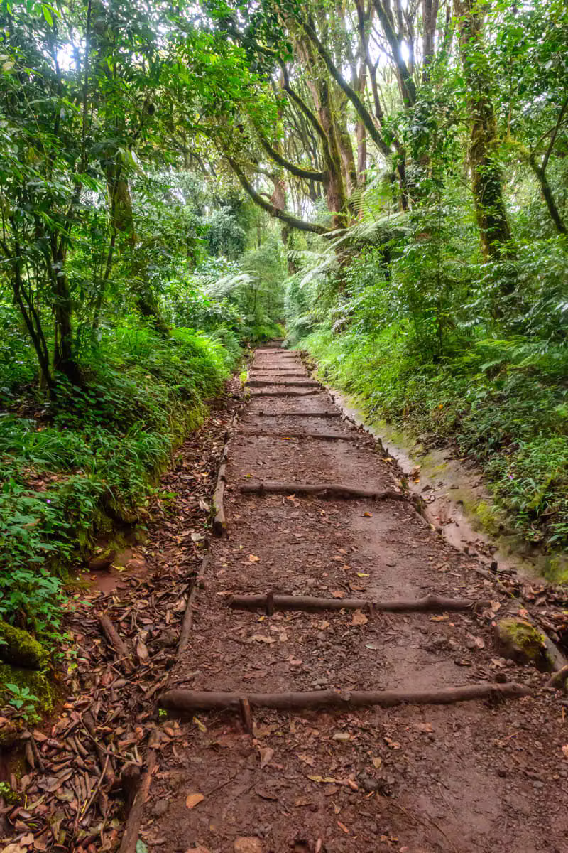 Hikers on Mount Kilimanjaro trail