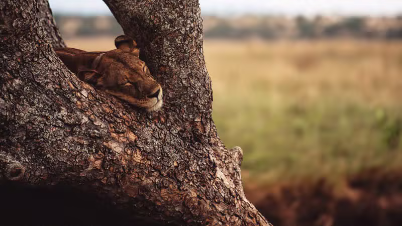 Lions resting during a luxury Serengeti safari