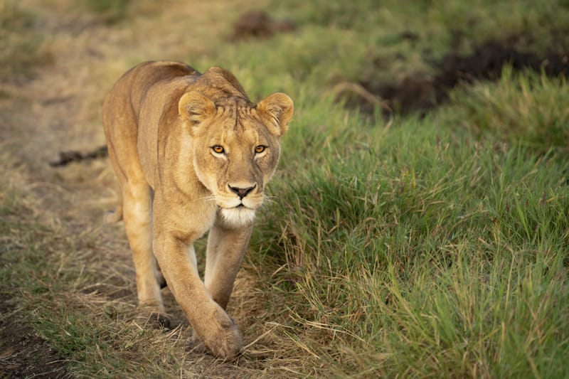 3 Days 2 Night Best of Tarangire & Ngorongoro  - Safari Gallery