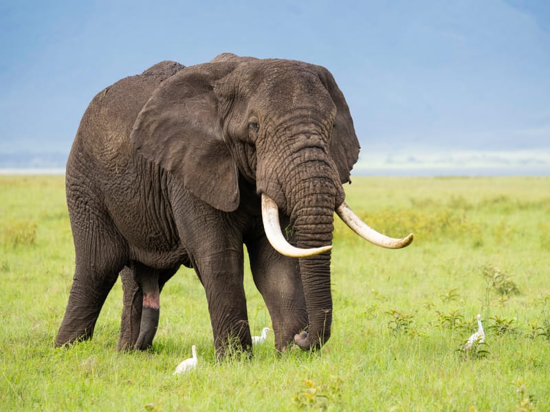 3 Days 2 Night Best of Tarangire & Ngorongoro  - Safari Gallery