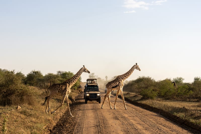 3 Days – Luxury Fly-In Fly-Out Safari - Safari Gallery