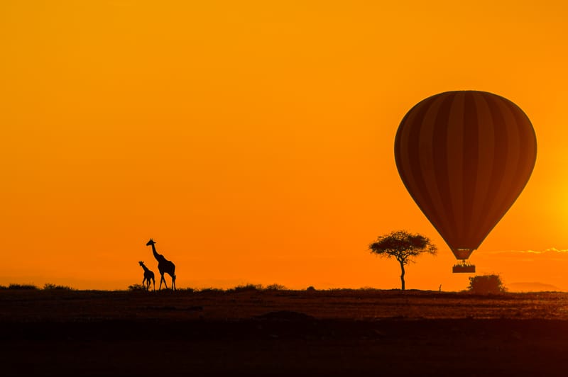 3 Days – Luxury Fly-In Fly-Out Safari - Safari Gallery