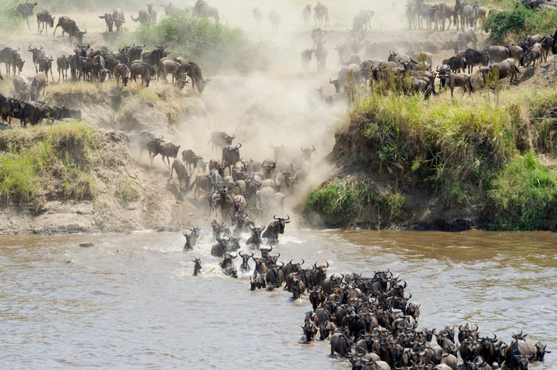 3 Days – Luxury Fly-In Fly-Out Safari - Safari Gallery