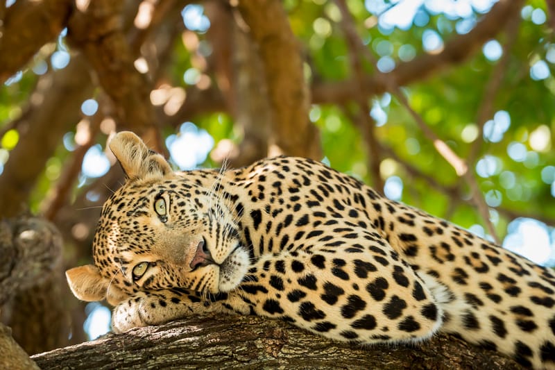 3 Days – Luxury Fly-In Fly-Out Safari - Safari Gallery