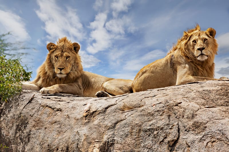 3 Days – Luxury Fly-In Fly-Out Safari - Safari Gallery