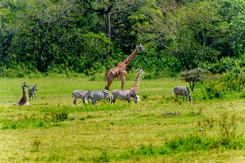  3 Days Budget safari Tarangire, Arusha & Lake Manyara - Safari Gallery