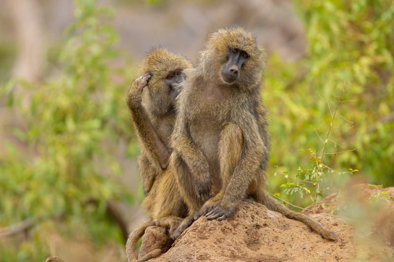  3 Days Budget safari Tarangire, Arusha & Lake Manyara - Safari Gallery