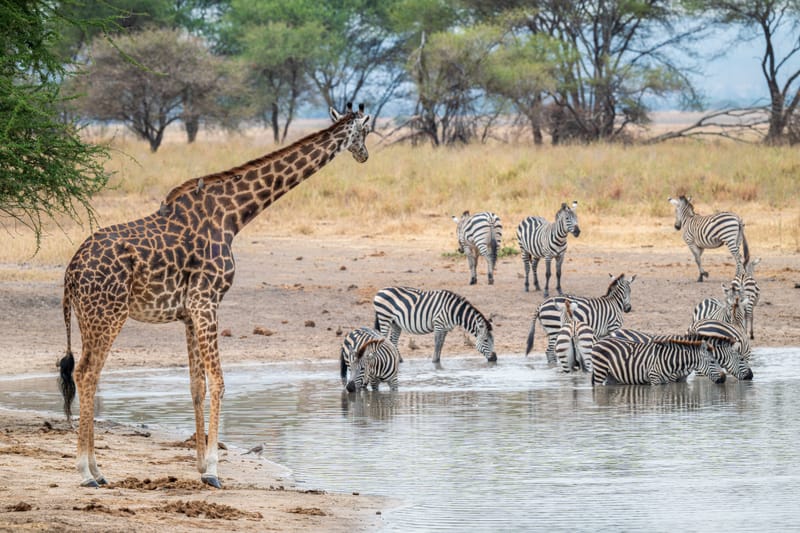  3 Days Budget safari Tarangire, Arusha & Lake Manyara - Safari Gallery