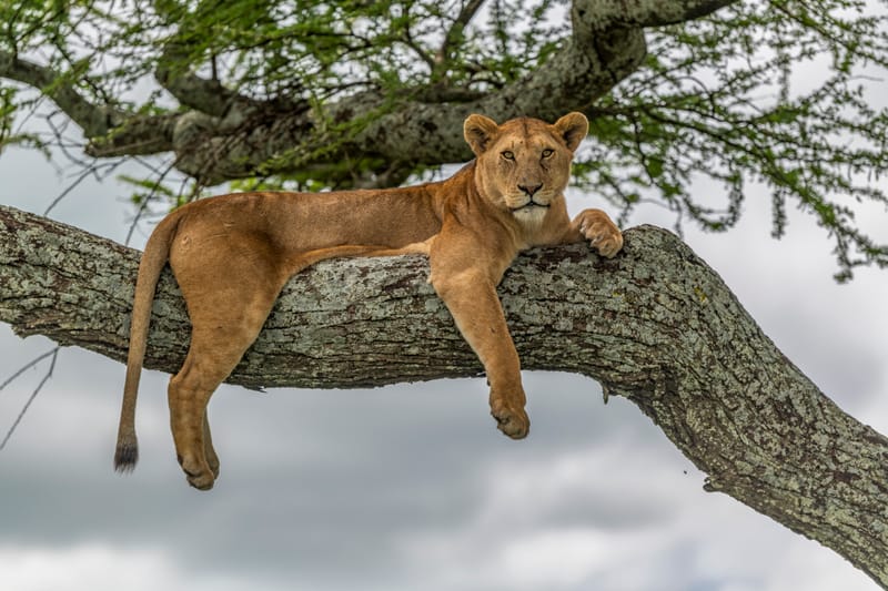  3 Days Budget safari Tarangire, Arusha & Lake Manyara - Safari Gallery
