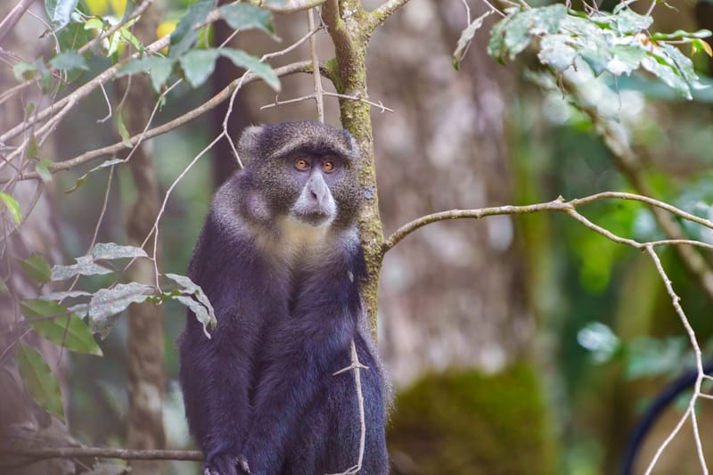  3 Days Budget safari Tarangire, Arusha & Lake Manyara - Safari Gallery