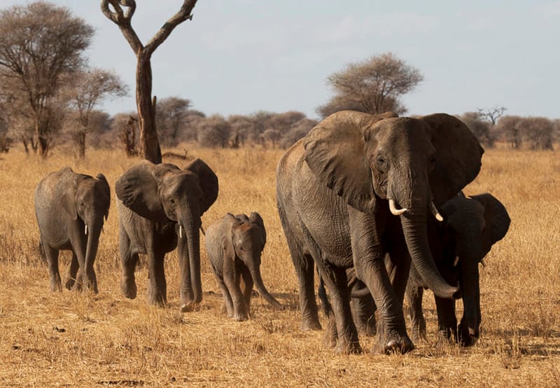2 Days Safari Ngorongoro & Manyara Np - Safari Gallery