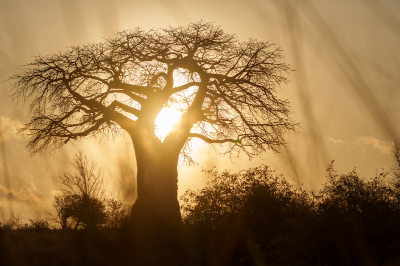 2 Days Safari Ngorongoro & Manyara Np - Safari Gallery