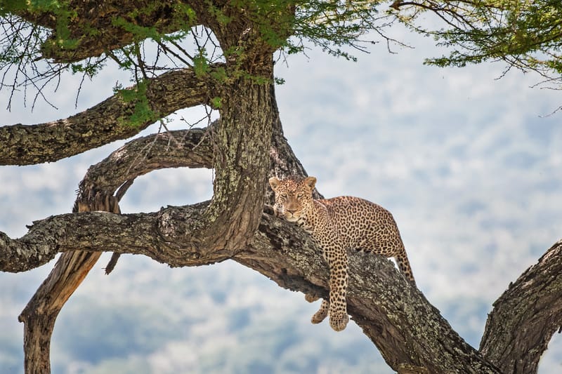 2 Days Safari Ngorongoro & Manyara Np - Safari Gallery