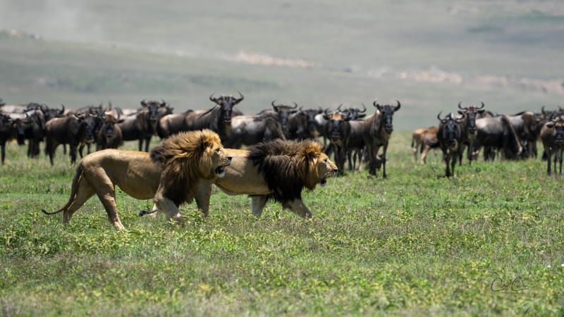 2 Days Safari Ngorongoro & Manyara Np - Safari Gallery