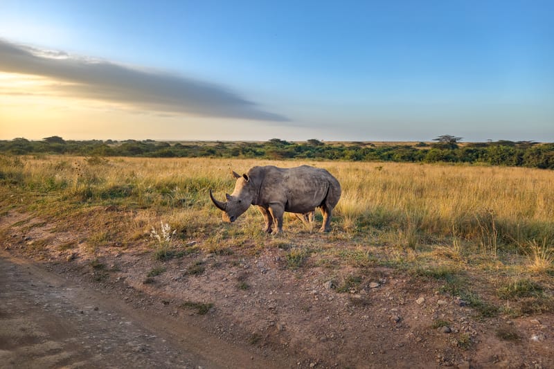 2 Days Safari Ngorongoro & Manyara Np - Safari Gallery
