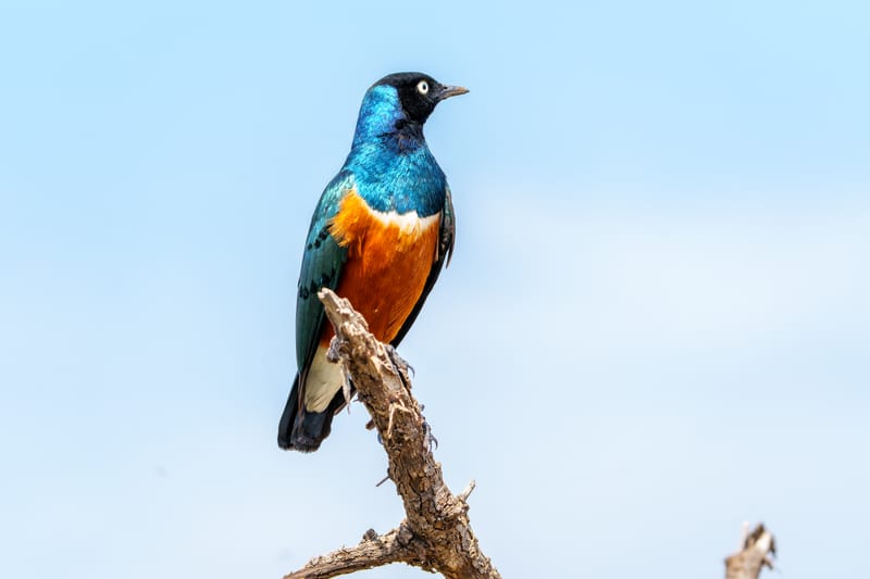 3 Days Budget Safari Best of Ngorongoro /Tarangire  - Safari Gallery