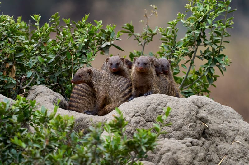 3 Days Budget Safari Best of Ngorongoro /Tarangire  - Safari Gallery