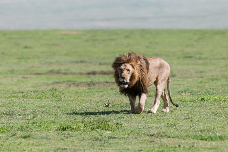 3 Days Budget Safari Best of Ngorongoro /Tarangire  - Safari Gallery