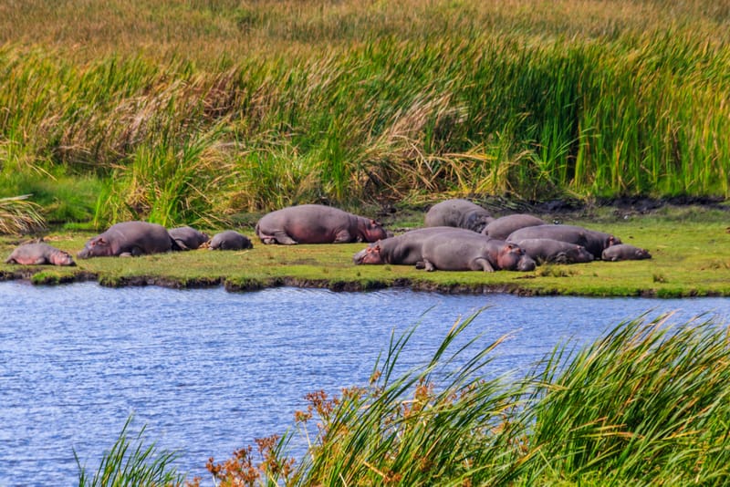 3 Days Budget Safari Best of Ngorongoro /Tarangire  - Safari Gallery