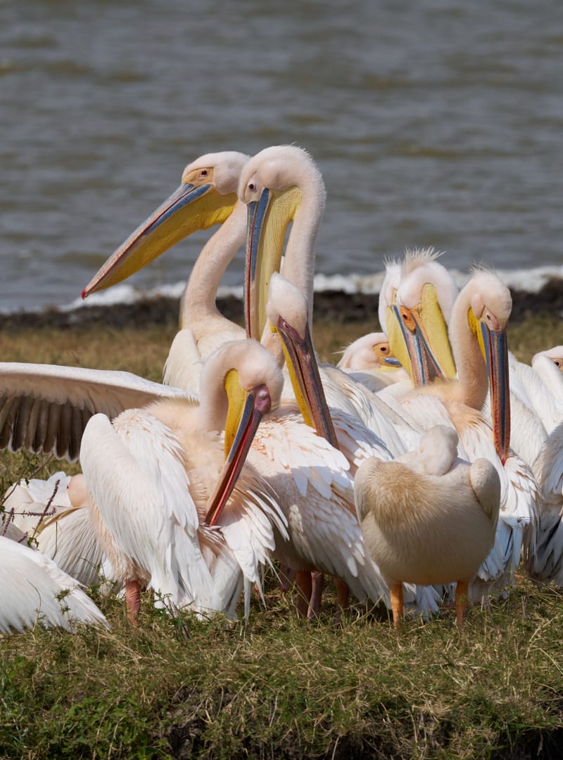 3 Days Budget Safari Best of Ngorongoro /Tarangire  - Safari Gallery