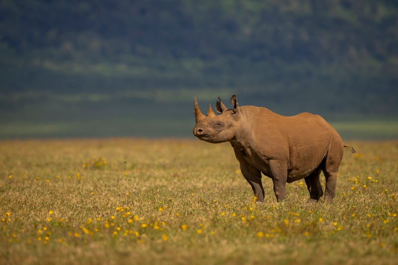 5 Days Serengeti Budget Adventure - Safari Gallery